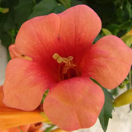 Apartment Franicevic Split