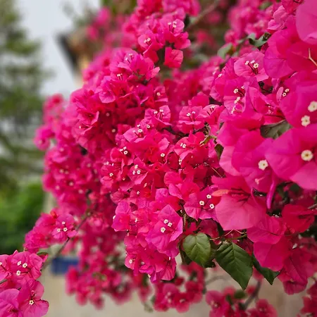 Franicevic Apartment Split