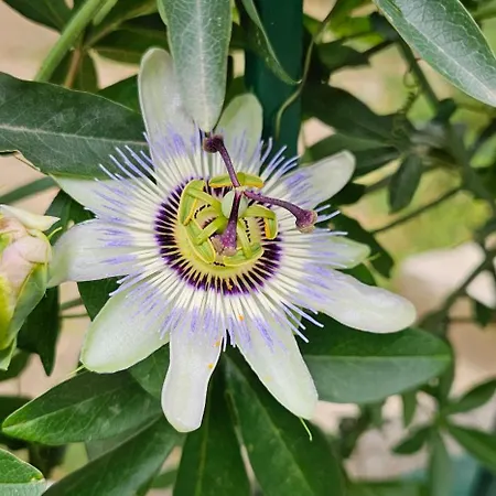 Franicevic Apartament