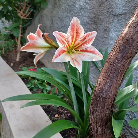 Apartament Franicevic *